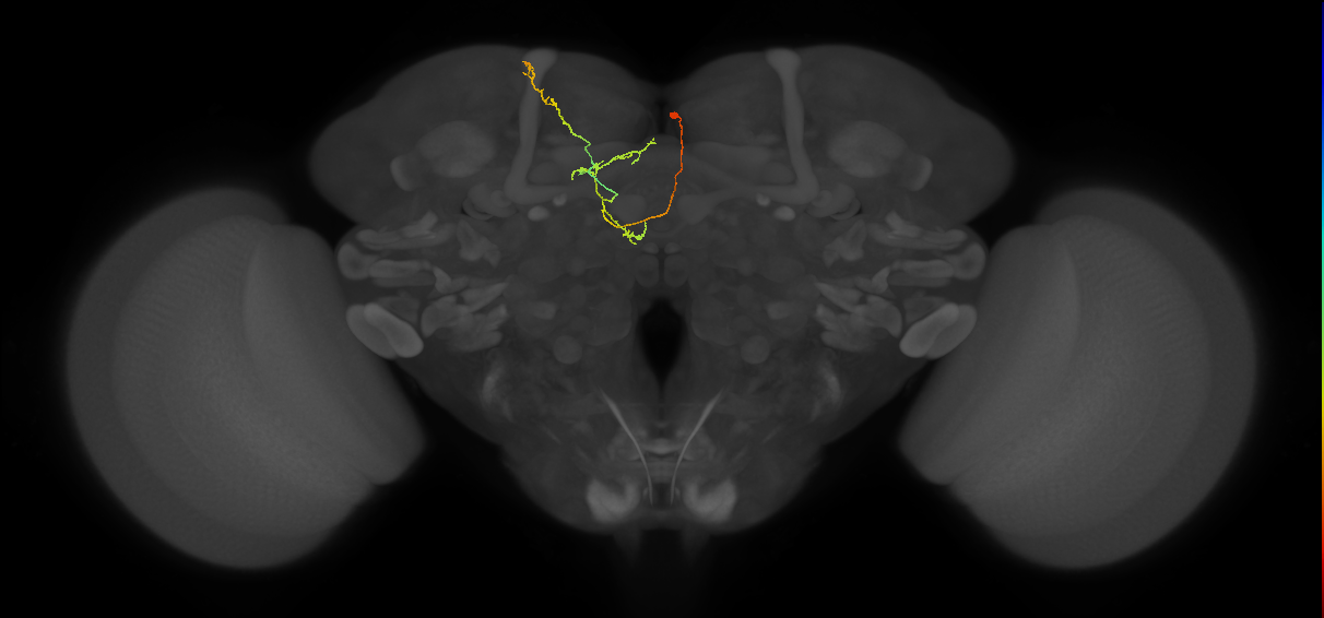 FS4B(FQ12)_C8_R (FlyEM-HB:5813108066)