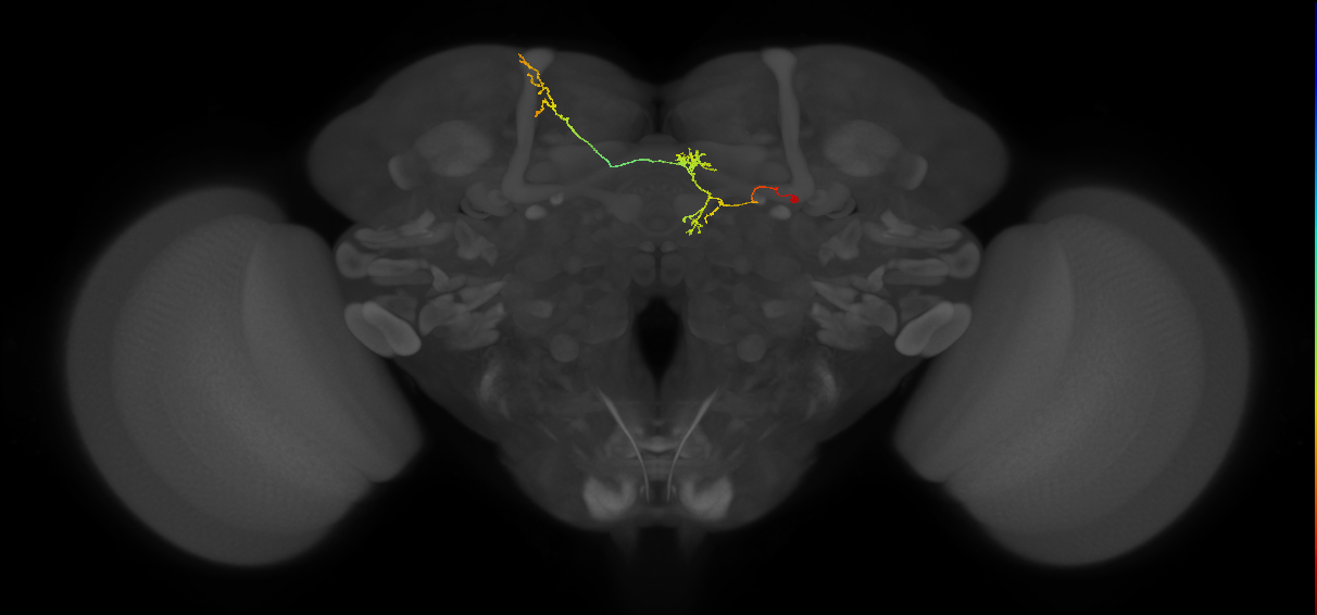 FS4B(FQ12)_C3_R (FlyEM-HB:5813016853)