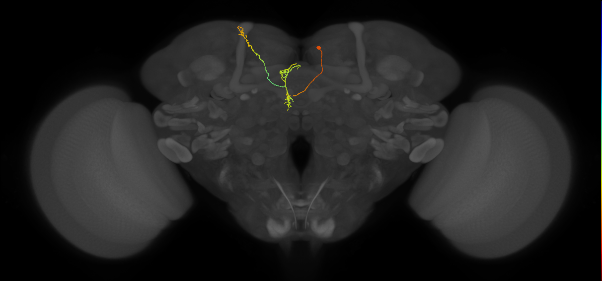 FS4B(FQ12)_C7_R (FlyEM-HB:916987393)