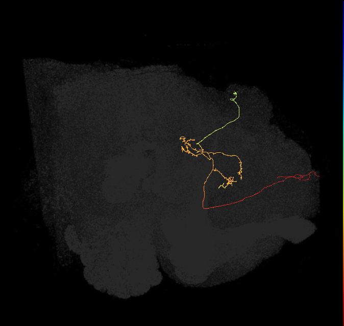 FS4B(FQ12)_C5_R (FlyEM-HB:885599283)