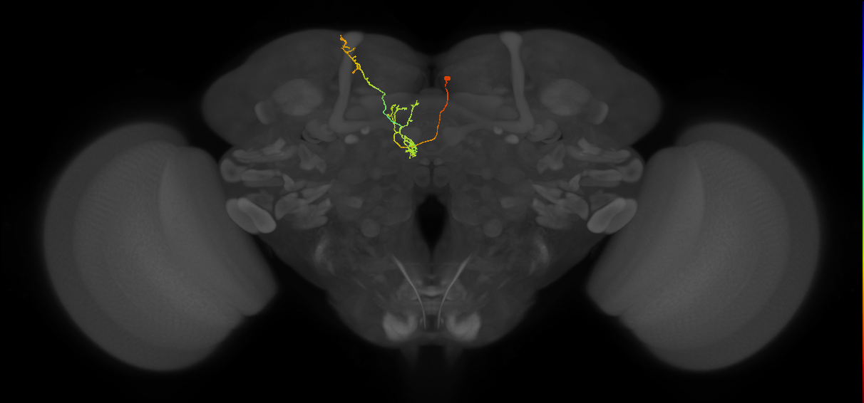 FS4B(FQ12)_C8_R (FlyEM-HB:203598557)