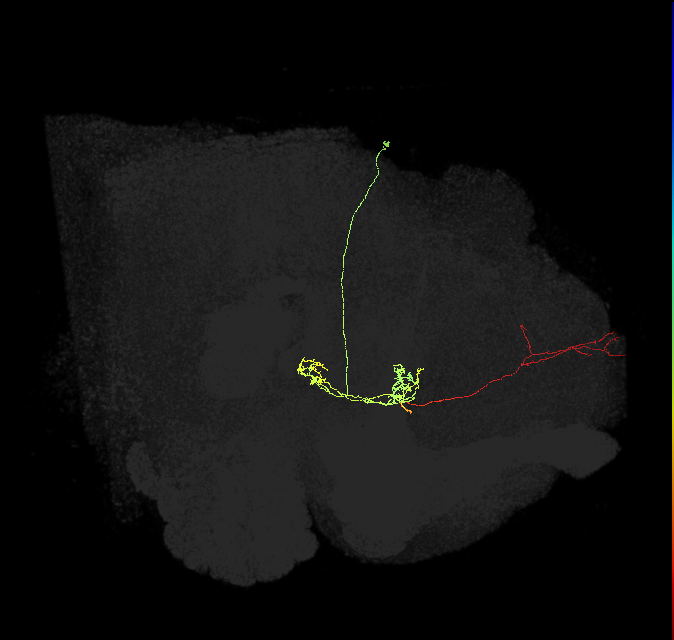 FS4B(FQ12)_C1_R (FlyEM-HB:1167235569)
