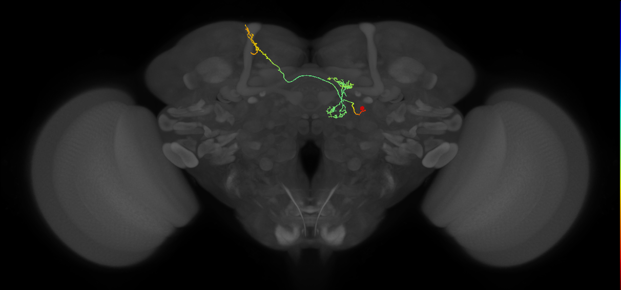 FS4B(FQ12)_C1_R (FlyEM-HB:1167235569)