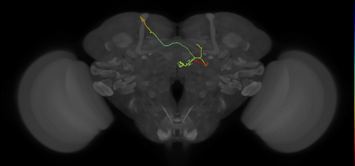 FS4B(AB)(FQ12)_C2_R (FlyEM-HB:1227941128)
