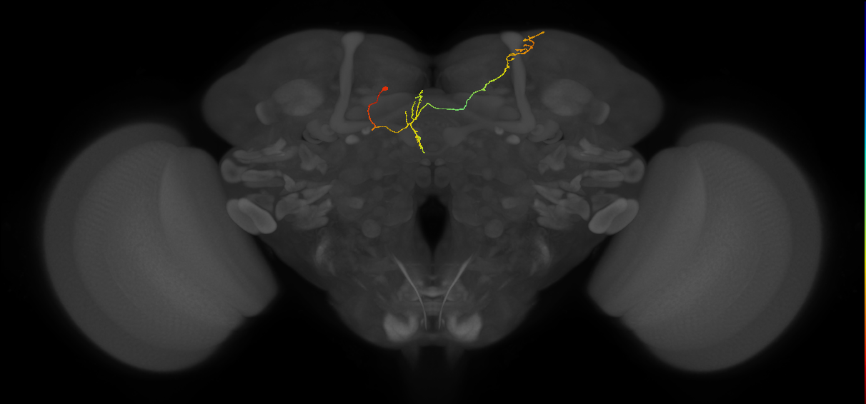 FS4B(FQ12)_C6_L (FlyEM-HB:295823782)