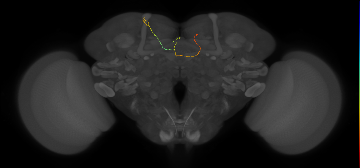 FS4B(FQ12)_C6_R (FlyEM-HB:1041468139)