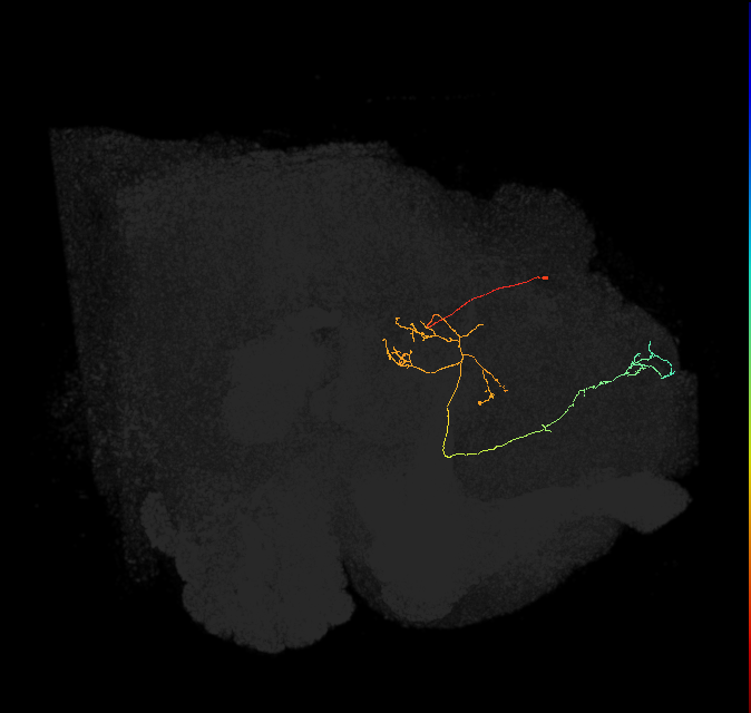 FS4B(FQ12)_C5_L (FlyEM-HB:357919199)