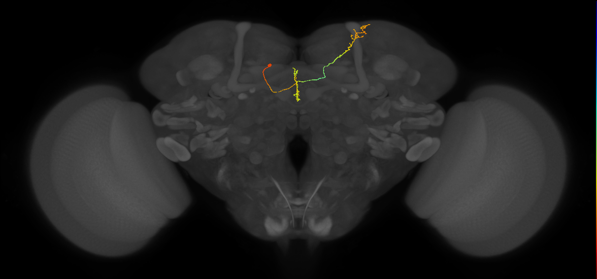 FS4B(FQ12)_C5_L (FlyEM-HB:357919199)