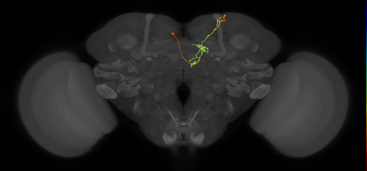 FS4B(FQ12)_C2_L (FlyEM-HB:295827899)