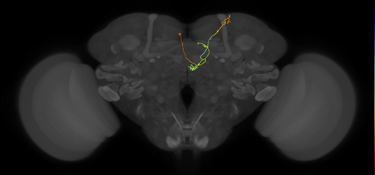 FS4B(AB)(FQ12)_C2_L (FlyEM-HB:357569116)