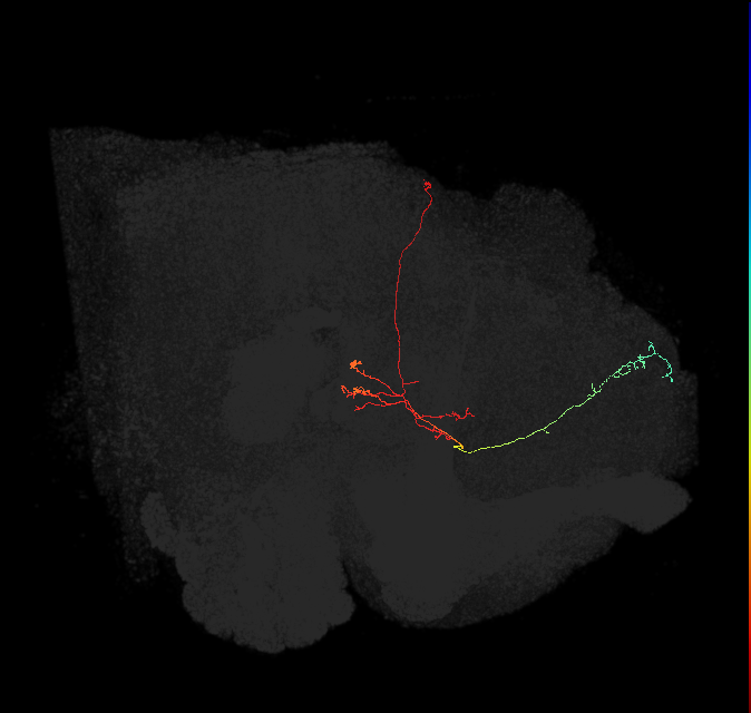 FS4B(FQ12)_C8_L (FlyEM-HB:326525255)