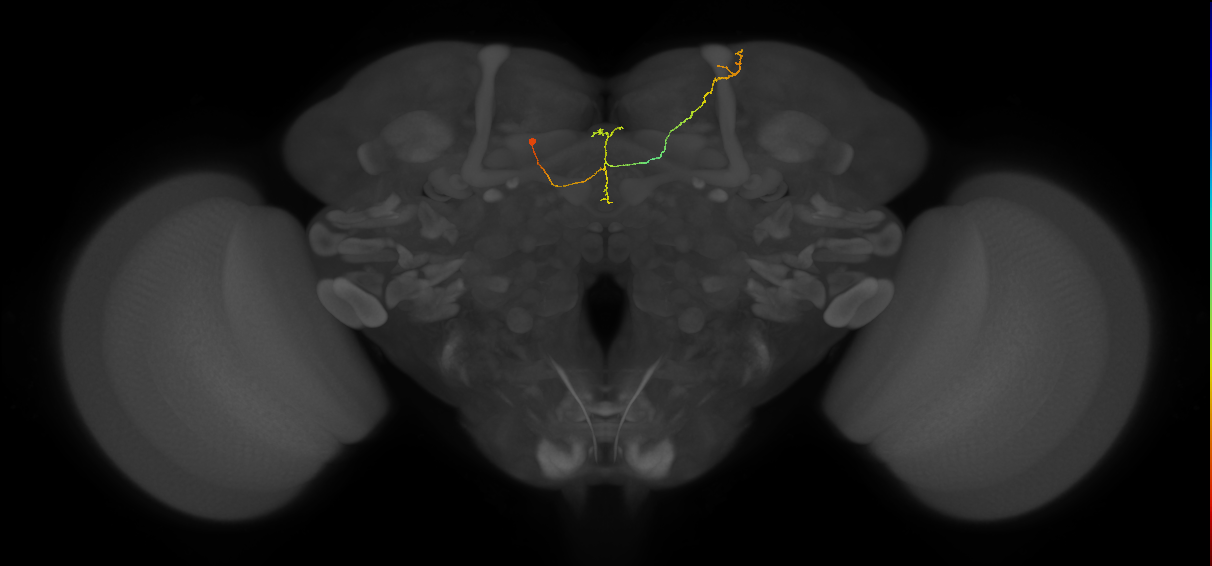 FS4B(FQ12)_C5_L (FlyEM-HB:481708589)