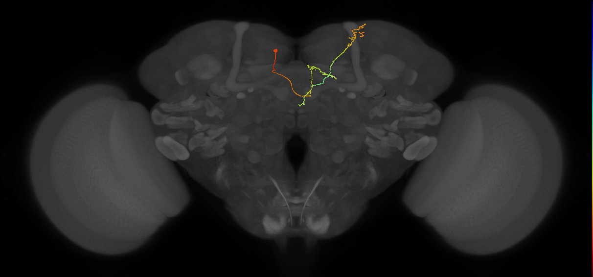 FS4B(AB)(FQ12)_C3_L (FlyEM-HB:602562786)