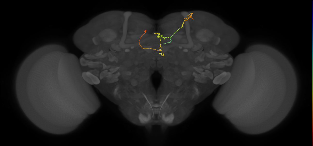 FS4B(FQ12)_C4_L (FlyEM-HB:1225605932)