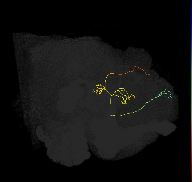 FS4B(FQ12)_C3_L (FlyEM-HB:326525339)