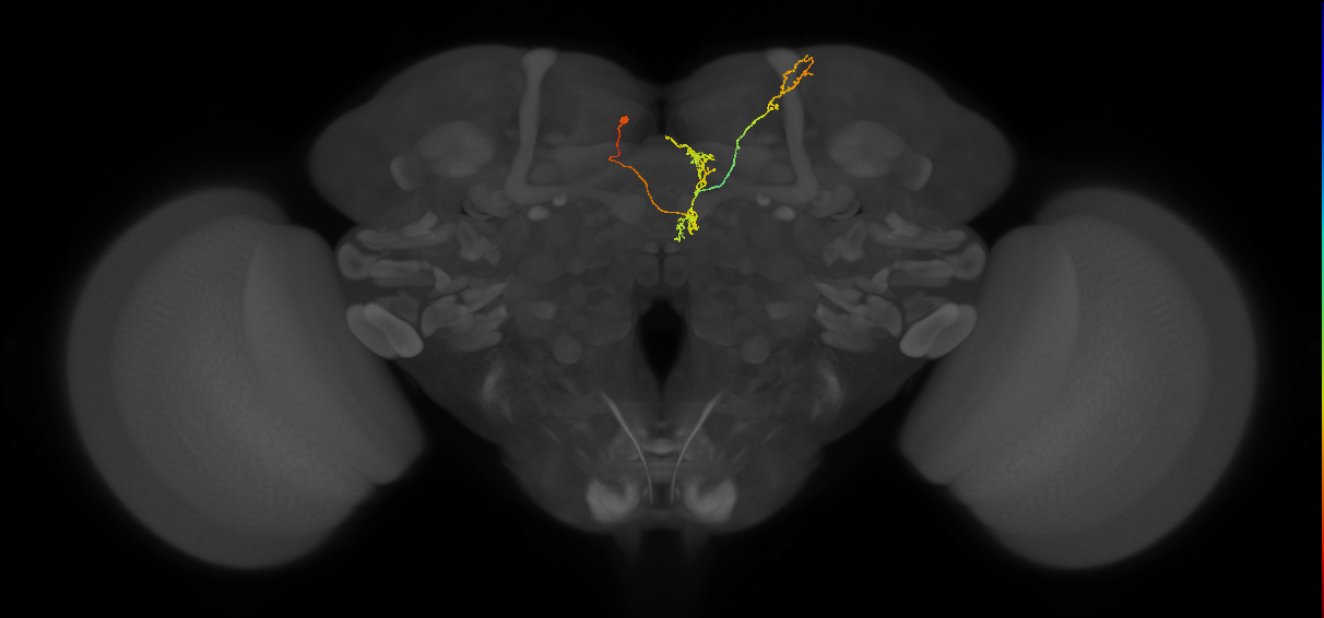 FS4B(FQ12)_C3_L (FlyEM-HB:326525339)
