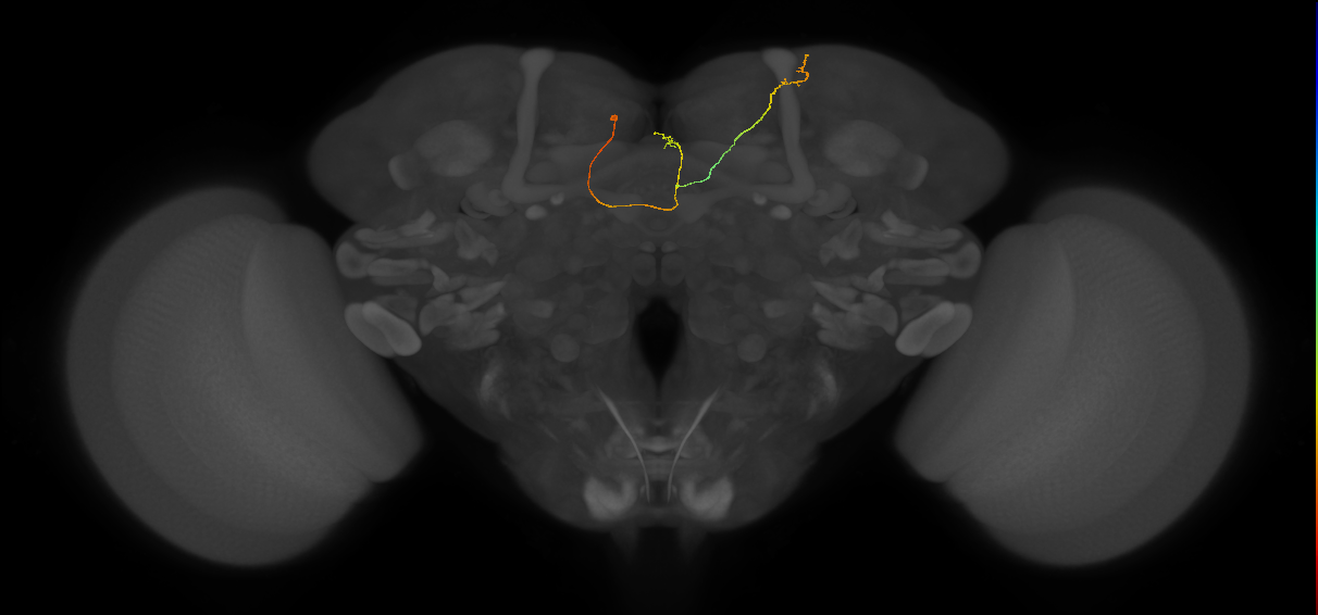 FS4B(FQ12)_C4_L (FlyEM-HB:450678094)