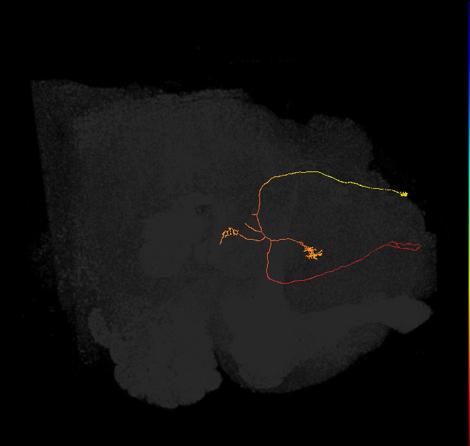 FS4B(AB)(FQ12)_C7_R (FlyEM-HB:949045596)