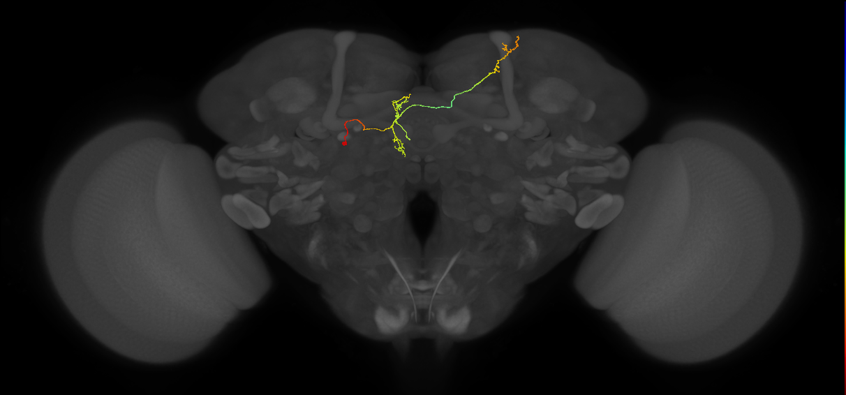 FS4B(FQ12)_C7_L (FlyEM-HB:916310074)