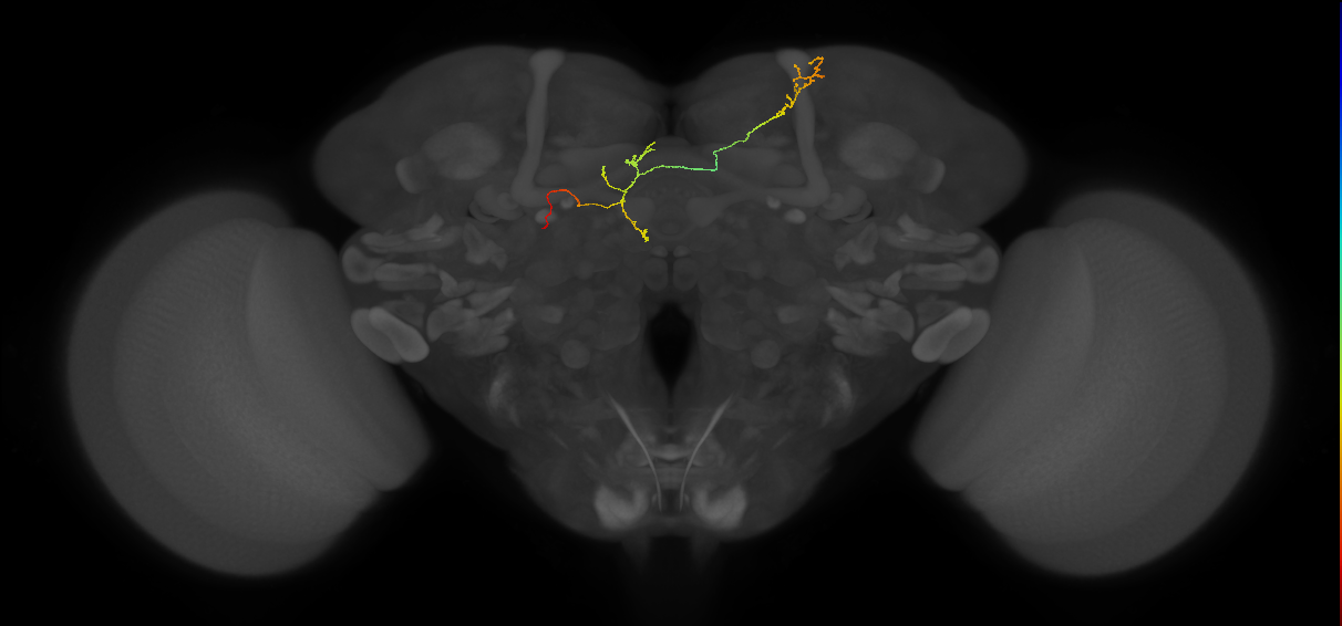 FS4B(FQ12)_C7_L (FlyEM-HB:5813128431)