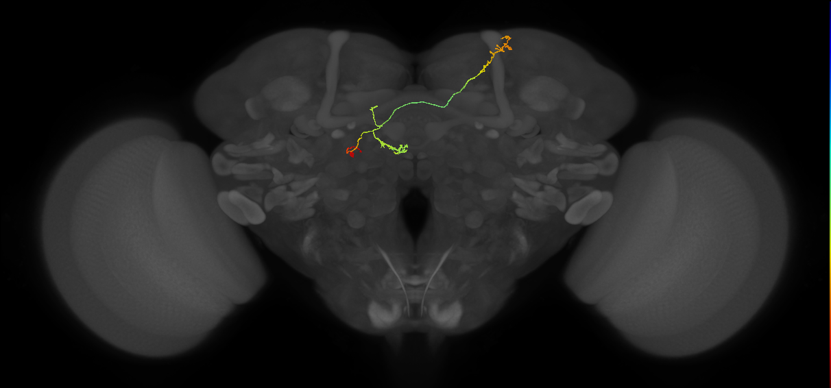 FS4B(AB)(FQ12)_C8_L (FlyEM-HB:326184549)