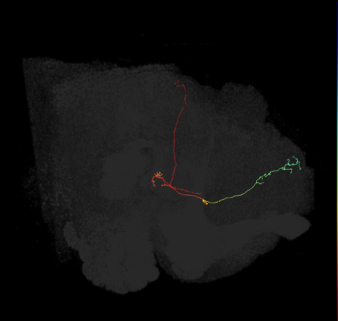 FS4B(FQ12)_C9_L (FlyEM-HB:357573309)