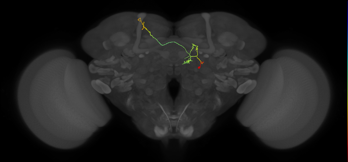 FS4B(FQ12)_C2_R (FlyEM-HB:1342194347)