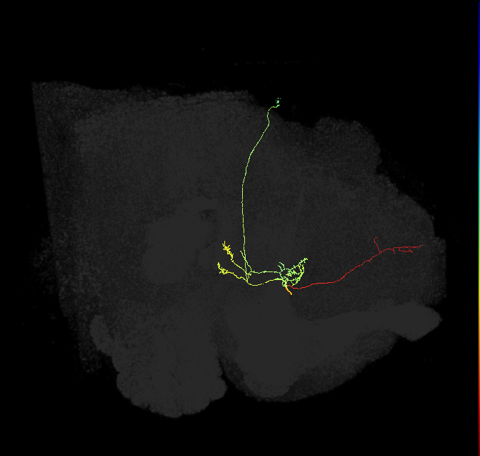 FS4B(FQ12)_C1_R (FlyEM-HB:1291370565)