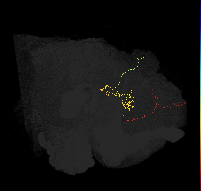 FS4C(FQ12)_C4_R (FlyEM-HB:202916528)