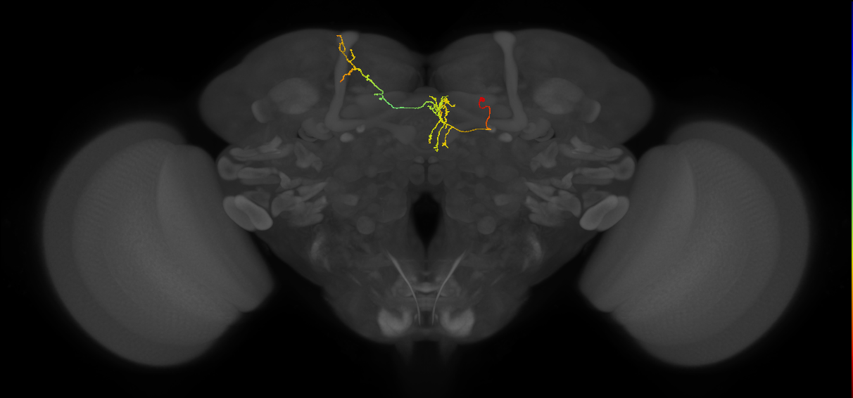 FS4C(FQ12)_C4_R (FlyEM-HB:202916528)