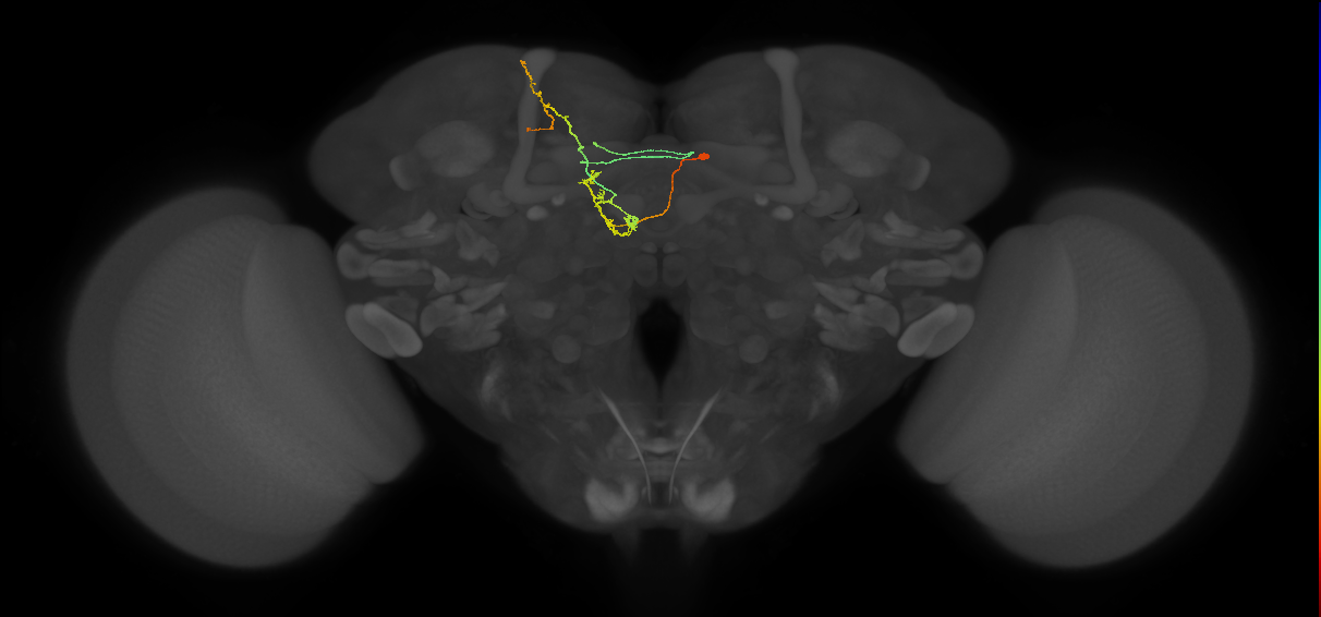FS4C(FQ12)_C8_R (FlyEM-HB:638074940)