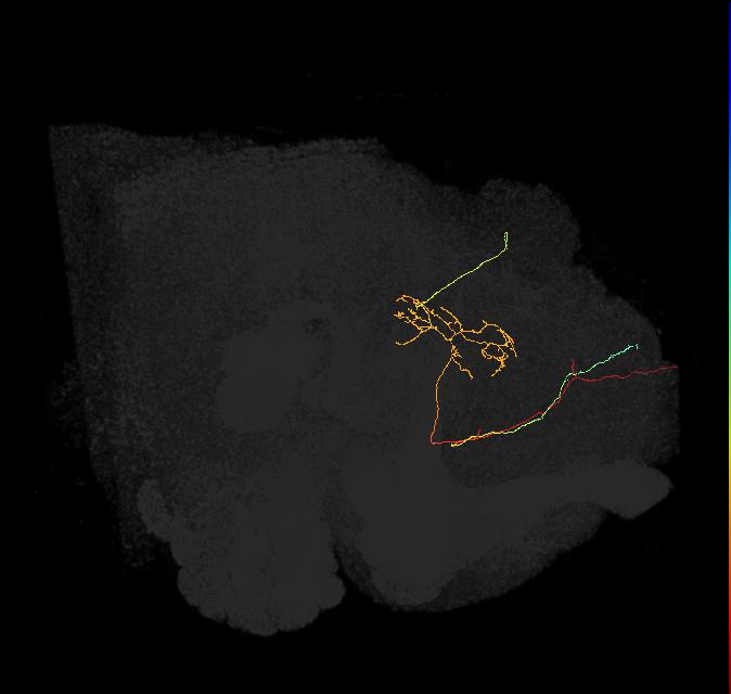 FS4C(FQ12)_C5_R (FlyEM-HB:915610388)