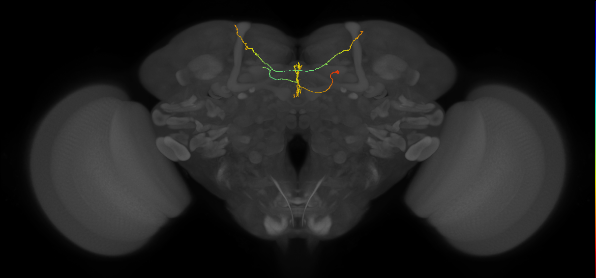 FS4C(FQ12)_C5_R (FlyEM-HB:915610388)