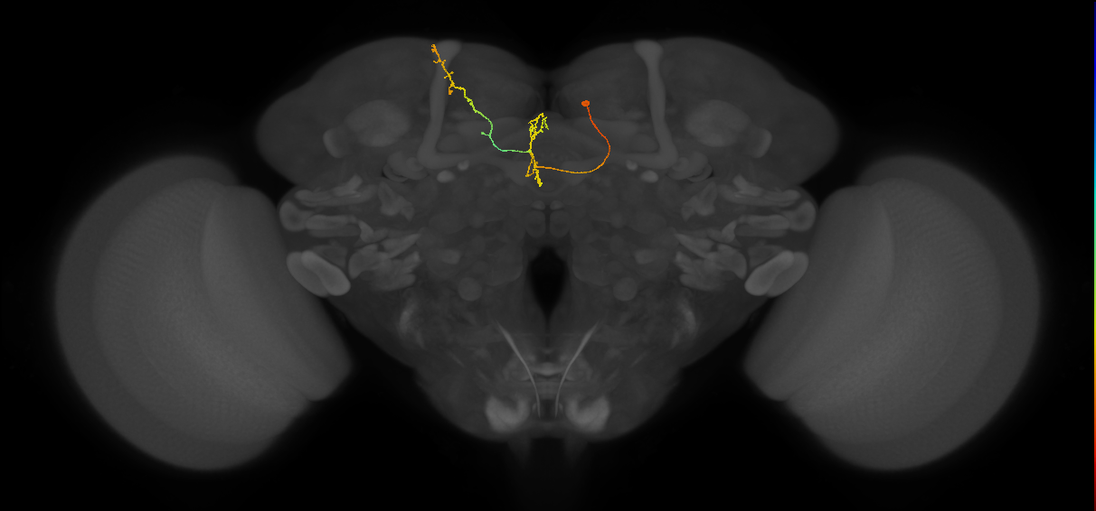 FS4C(FQ12)_C6_R (FlyEM-HB:203257652)