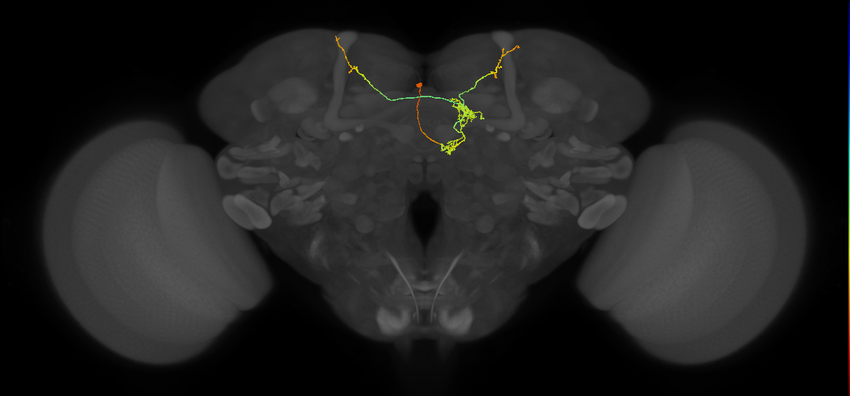 FS4C(FQ12)_C2_L (FlyEM-HB:387913933)