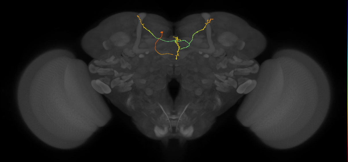 FS4C(FQ12)_C4_L (FlyEM-HB:763435729)