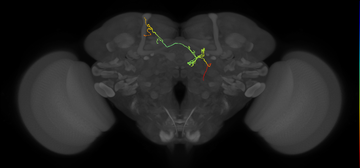 FS4C(FQ12)_C2_R (FlyEM-HB:1197246979)