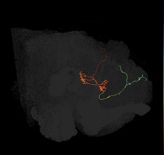 FS4C(FQ12)_C7_L (FlyEM-HB:326521082)