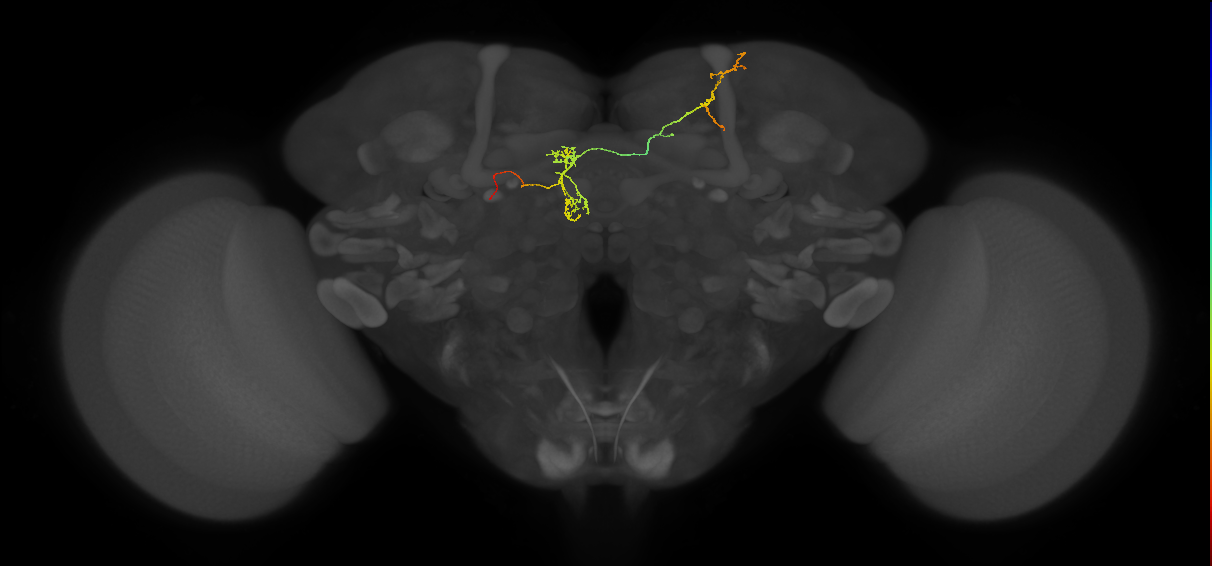 FS4C(FQ12)_C7_L (FlyEM-HB:326521082)