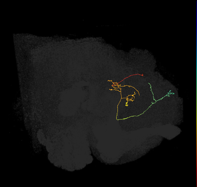 FS4C(FQ12)_C5_L (FlyEM-HB:419639581)
