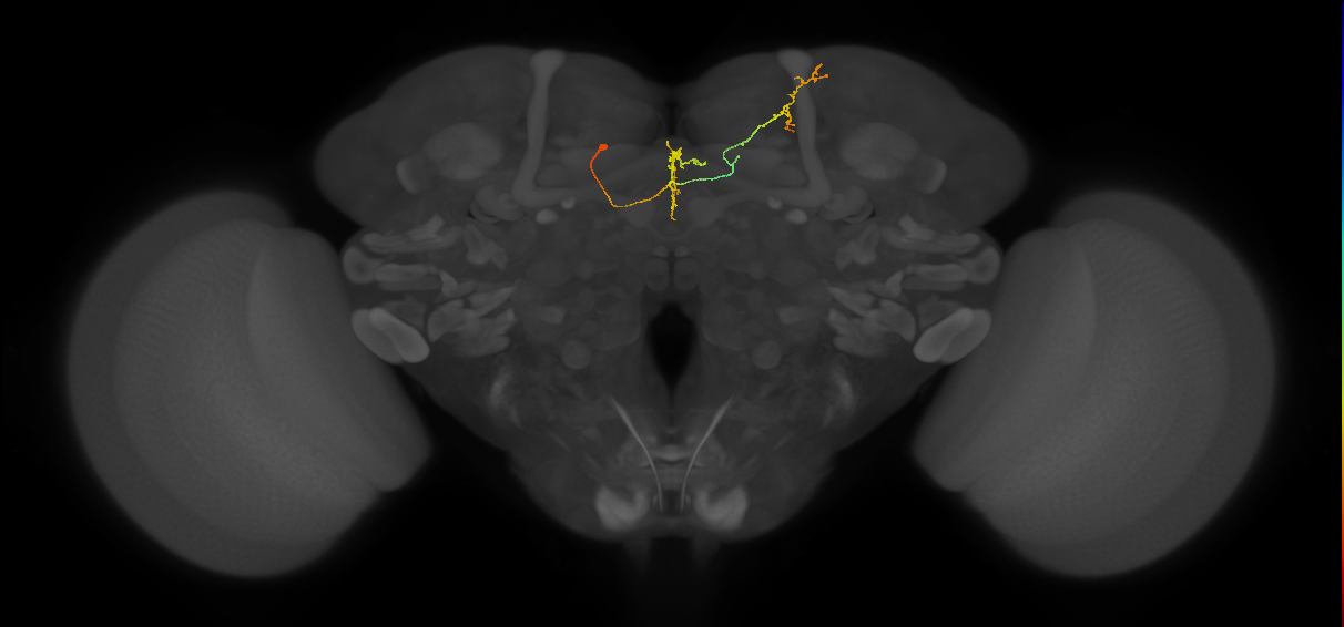 FS4C(FQ12)_C5_L (FlyEM-HB:419639581)