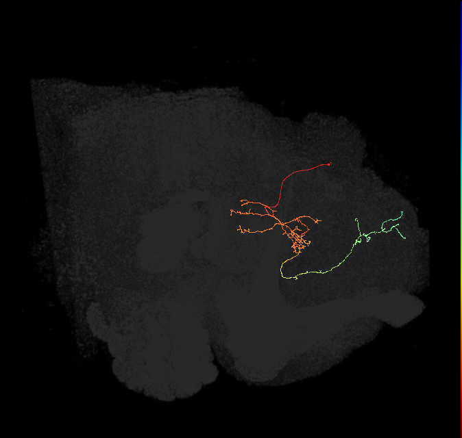 FS4C(FQ12)_C6_L (FlyEM-HB:387913101)