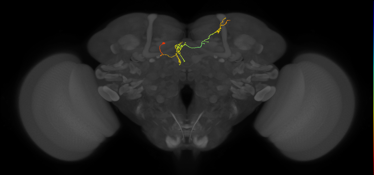 FS4C(FQ12)_C6_L (FlyEM-HB:387913101)