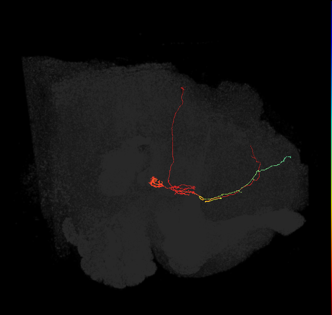 FS4C(FQ12)_C9_L (FlyEM-HB:296531421)