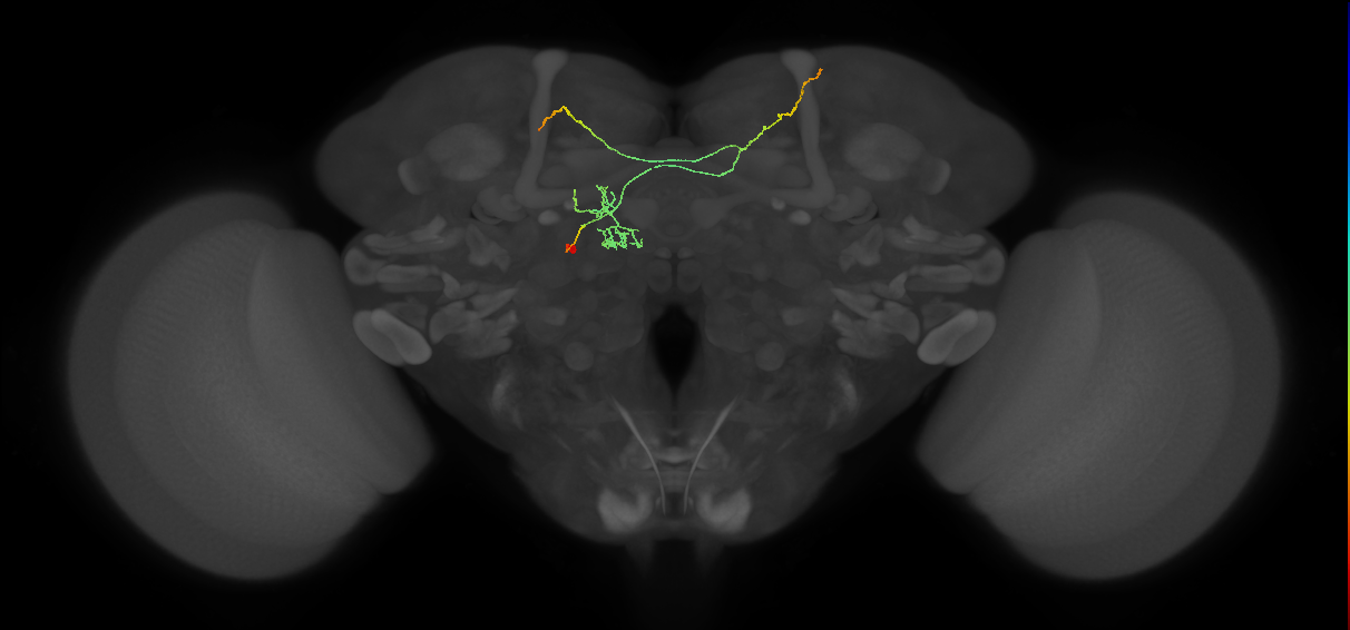 FS4C(FQ12)_C9_L (FlyEM-HB:296531421)