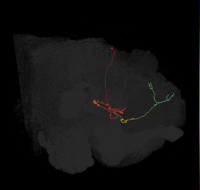 FS4C(FQ12)_C8_L (FlyEM-HB:5813020674)