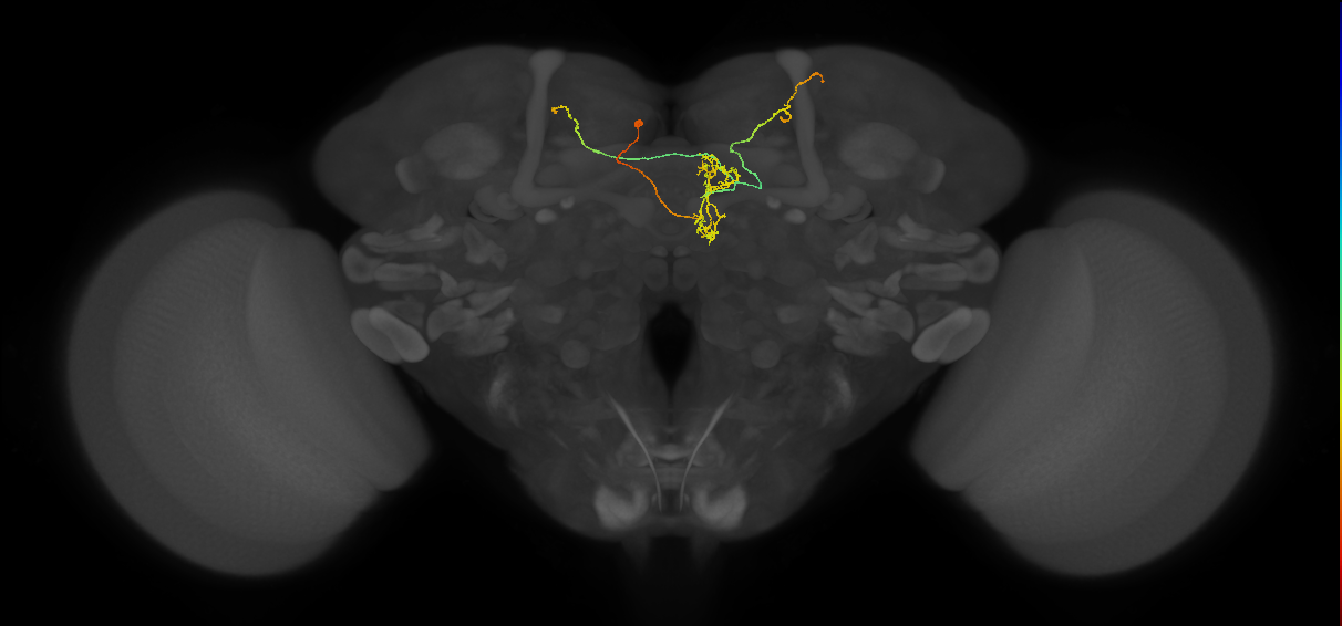 FS4C(FQ12)_C3_L (FlyEM-HB:419639583)