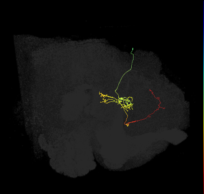 FS4C(FQ12)_C3_R (FlyEM-HB:1072455791)