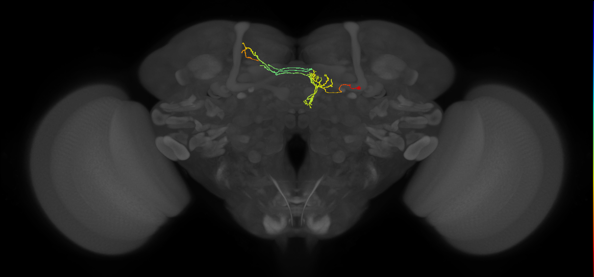 FS4C(FQ12)_C3_R (FlyEM-HB:1072455791)