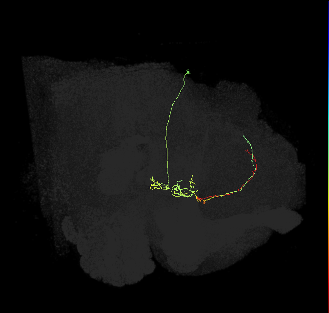 FS4C(FQ12)_C1_R (FlyEM-HB:1230004532)